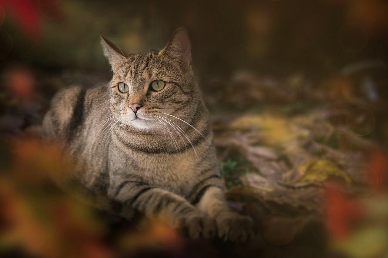 The Benefits of Grooming for Outdoor Cats